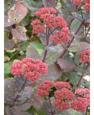 Hylotelephium 'Matrona' darker form