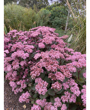 Hylotelephium 'Matrona' darker form