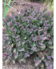 Hylotelephium 'Matrona' darker form