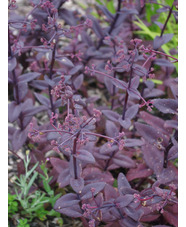 Hylotelephium telephium (Atropurpureum Group) 'Hester' 
