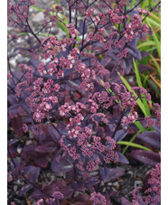 Hylotelephium telephium (Atropurpureum Group) 'Hester' 