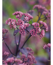 Hylotelephium telephium (Atropurpureum Group) 'Hester' 