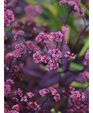 Hylotelephium telephium (Atropurpureum Group) 'Hester' 