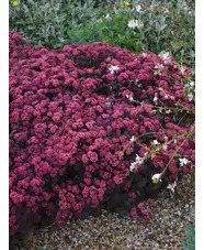 Hylotelephium telephium (Atropurpureum Group) 'Karfunkelstein'