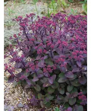 Hylotelephium telephium (Atropurpureum Group) 'Karfunkelstein'