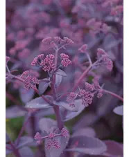 Hylotelephium telephium (Atropurpureum Group) 'Karfunkelstein'