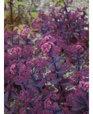 Hylotelephium telephium (Atropurpureum Group) 'Karfunkelstein'