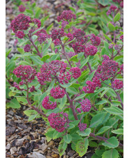 Hylotelephium telephium subsp. fabaria var. borderei