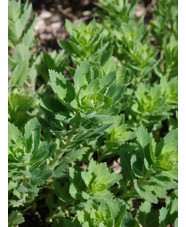 Hylotelephium telephium subsp. fabaria var. borderei