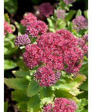 Hylotelephium telephium subsp. fabaria var. borderei