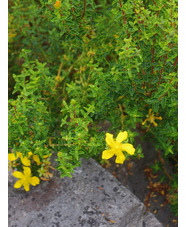 Hypericum balearicum