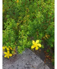 Hypericum balearicum