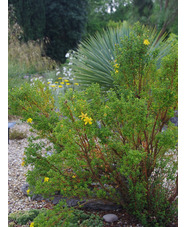 Hypericum balearicum