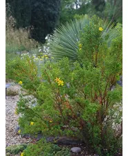 Hypericum balearicum