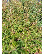 Hypericum &times; hidcoteense 'Hidcote'