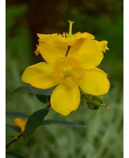 Hypericum &times; hidcoteense 'Hidcote'