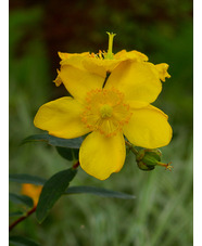 Hypericum × hidcoteense 'Hidcote'