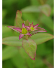 Hypericum lancasteri