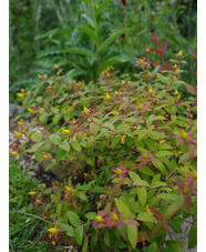 Hypericum lancasteri