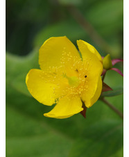 Hypericum lancasteri