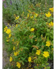 Hypericum lancasteri