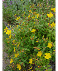 Hypericum lancasteri