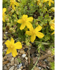 Hypericum olympicum