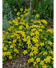 Hypericum olympicum