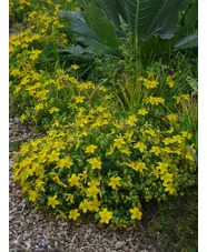 Hypericum olympicum