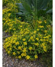 Hypericum olympicum