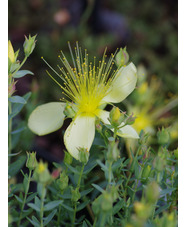 Hypericum olympicum f. uniflorum 'Citrinum'