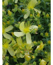 Hypericum olympicum f. uniflorum 'Citrinum'