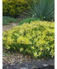 Hypericum olympicum f. uniflorum 'Citrinum'