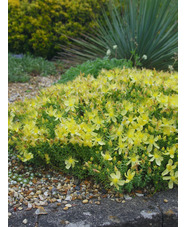 Hypericum olympicum f. uniflorum 'Citrinum'