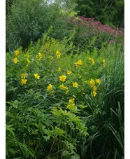 Hypericum &times; hidcoteense 'Hidcote'