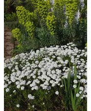 Iberis sempervirens 'Weisser Zwerg'