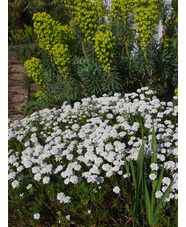 Iberis sempervirens 'Weisser Zwerg'