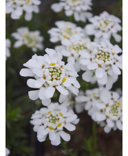 Iberis sempervirens 'Weisser Zwerg'