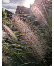 Pennisetum 'Black Beauty'