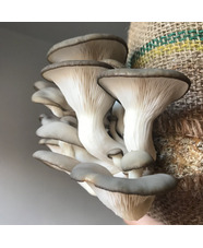Grow Your Own Oyster Mushrooms