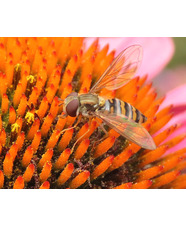 The Wild Side of the Garden 
