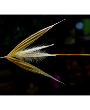 Botany for Gardeners