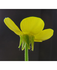 Botany for Gardeners