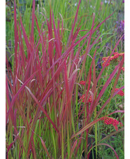 Imperata cylindrica 'Rubra'