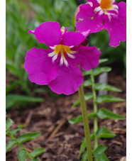 Incarvillea zhongdianensis