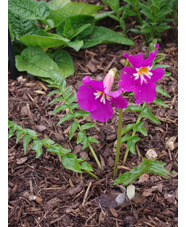 Incarvillea zhongdianensis