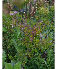 Indigofera amblyantha
