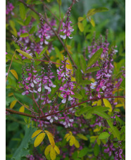 Indigofera amblyantha