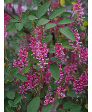 Indigofera amblyantha
