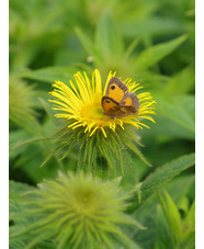 Inula hookeri